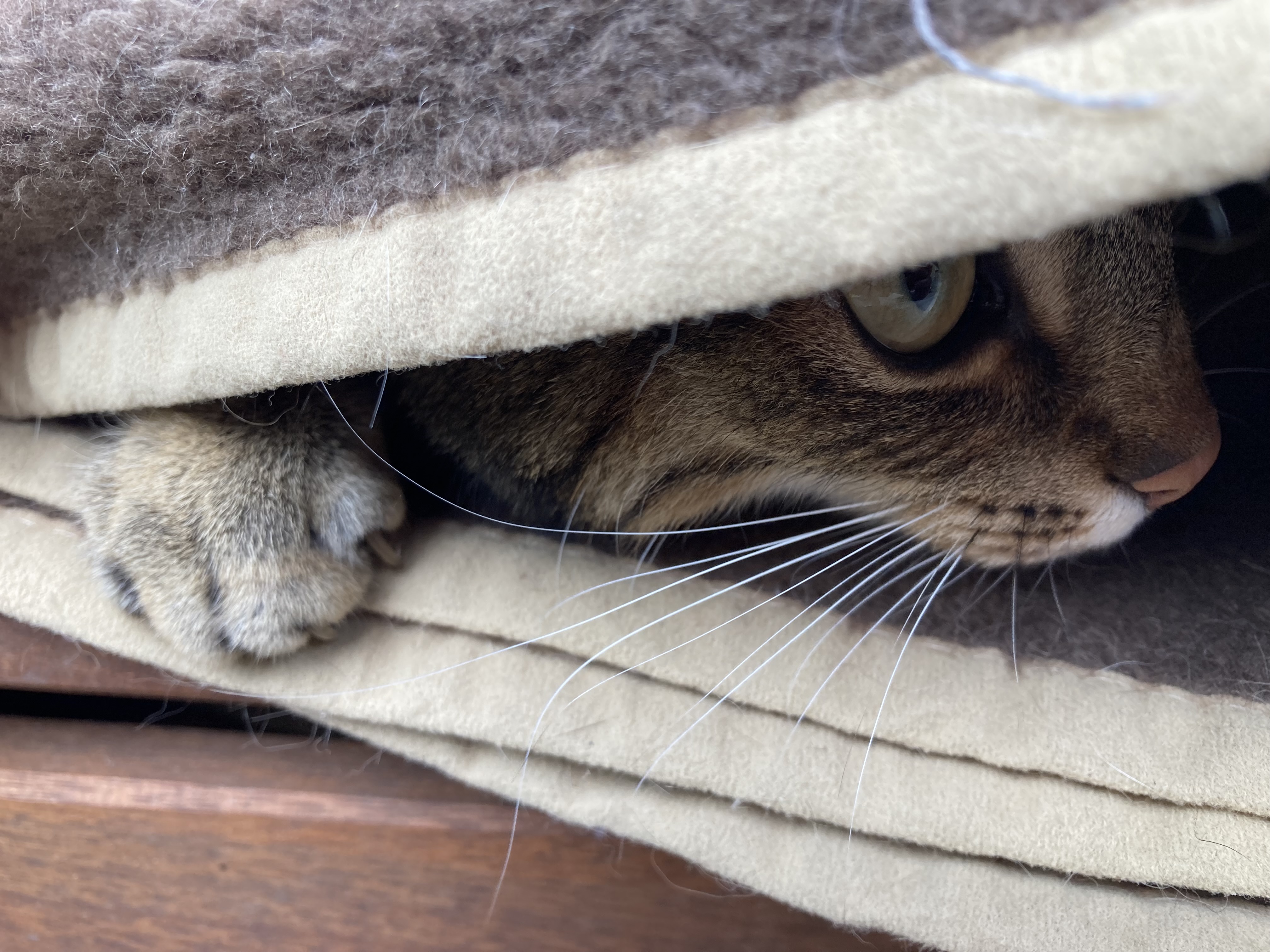 Wie sich meine Katze in eine Geschichte schlich