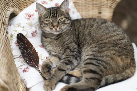 Gismo Katze auf Stuhl mit Schreibfeder