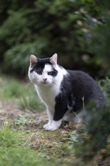 Charlie Schwarz weiße Katze im Gras