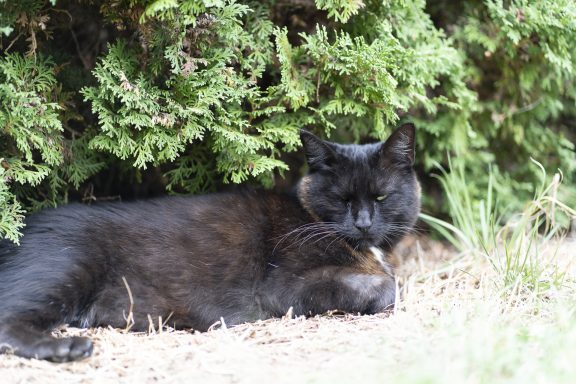 Bruce Schwarzer Kater Bruce liegt im Gras vor einer Hecke