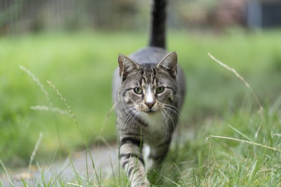 Socke Getigerte Katze Socke läuft durch das Gras auf die Kamera zu.