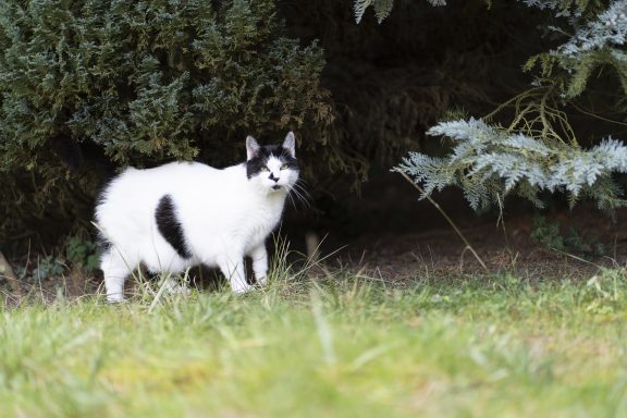 Lucy Schreck Schwarz-weiße Katze Lucy steht am Rand einer Hecke.