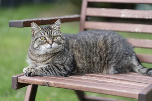 Lilly Getigerte Katze Lilly liegt auf einer Gartenbank